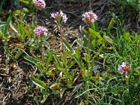 Valeriana tuberosa 3, Saxifraga-Willem van Kruijsbergen