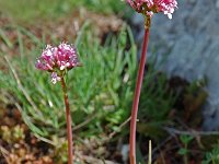 Valeriana tuberosa 4, Saxifraga-Willem van Kruijsbergen