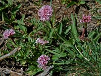 Valeriana tuberosa 5, Saxifraga-Willem van Kruijsbergen