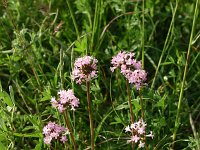 Valeriana tuberosa 6, Saxifraga-Dirk Hilbers