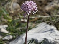 Valeriana tuberosa 7, Saxifraga-Willem van Kruijsbergen