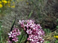 Valeriana tuberosa 9, Saxifraga-Jeroen Willemsen