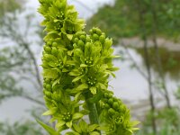 Veratrum album 21, Saxifraga-Hans Grotenhuis