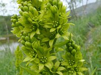 Veratrum album 22, Saxifraga-Hans Grotenhuis