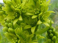 Veratrum album 23, Saxifraga-Hans Grotenhuis