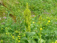 Veratrum album 24, Saxifraga-Hans Grotenhuis