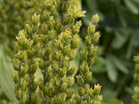 Veratrum album ssp virescens 25, Saxifraga-Willem van Kruijsbergen