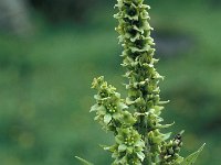 Veratrum lobelianum 13, Saxifraga-Jan van der Straaten