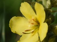 Verbascum densiflorum 34, Stalkaars, Saxifraga-Sonja Bouwman