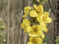 Verbascum densiflorum 35, Stalkaars, Saxifraga-Willem van Kruijsbergen