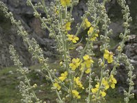 Verbascum lychnitis 28, Melige toorts, Saxifraga-Willem van Kruijsbergen