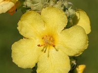 Verbascum macrurum 3, Saxifraga-Sonja Bouwman  Z13. Eastern Mediterranean mullein - Verbascum macrurum - Scrophulariaceae familie