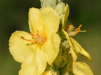 Verbascum macrurum 4, Saxifraga-Sonja Bouwman  Z13. Eastern Mediterranean mullein - Verbascum macrurum - Scrophulariaceae familie