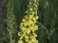 Verbascum nigrum 46, Zwarte toorts, Saxifraga-Willem van Kruijsbergen