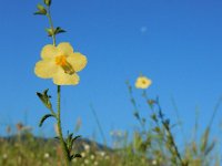 Verbascum orientale