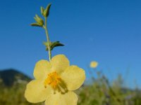 Verbascum orientale 2, Saxifraga-Ed Stikvoort