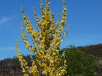 Verbascum pulverulentum