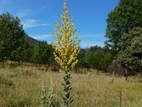 Verbascum pulverulentum 10, Vlokkige toorts, Saxifraga-Ed Stikvoort