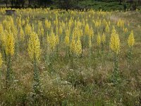 Verbascum pulverulentum 2, Vlokkige toorts, Saxifraga-Ed Stikvoort