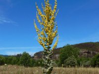 Verbascum pulverulentum 3, Vlokkige toorts, Saxifraga-Ed Stikvoort