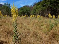 Verbascum pulverulentum 4, Vlokkige toorts, Saxifraga-Ed Stikvoort