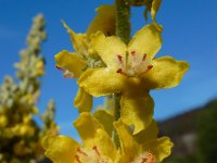 Verbascum pulverulentum 5, Vlokkige toorts, Saxifraga-Ed Stikvoort