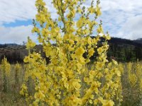 Verbascum pulverulentum 9, Vlokkige toorts, Saxifraga-Ed Stikvoort