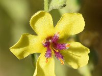 Verbascum sinuatum