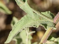 Verbascum sinuatum 3, Saxifraga-Sonja Bouwman  Z39. Golfbladige toorts - Verbascum sinuatum - Scrophulariaceae familie