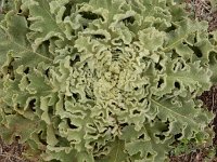 Verbascum sinuatum 6, Saxifraga-Ed Stikvoort