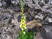 Verbascum virgatum