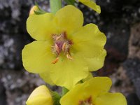 Verbascum virgatum 2, Beklierd mottenkruid, Saxifraga-Ed Stikvoort