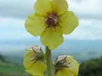 Verbascum virgatum 4, Beklierd mottenkruid, Saxifraga-Ed Stikvoort