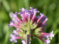 Verbena bonariensis 15, Stijf ijzerhard, Saxifraga-Sonja Bouwman