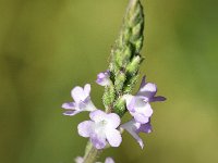 Verbena officinalis 22, IJzerhard, Saxifraga-Sonja Bouwman  Z21. IJzerhard - Verbena officinalis -  Verbenaceae familie