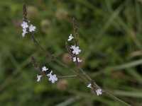 Verbena officinalis 23, IJzerhard, Saxifraga-Willem van Kruijsbergen