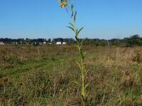 Verbesina alternifolia 11, Saxifraga-Ed Stikvoort : Terneuzen Grensmaas Borgharen stekelnachtschade Kruiningen s9900
