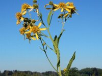 Verbesina alternifolia 12, Saxifraga-Ed Stikvoort : Terneuzen Grensmaas Borgharen stekelnachtschade Kruiningen s9900