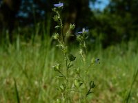 Veronica acinifolia 11, Steentijmereprijs, Saxifraga-Ed Stikvoort