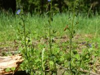 Veronica acinifolia 12, Steentijmereprijs, Saxifraga-Ed Stikvoort