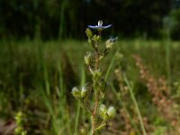 Veronica acinifolia 13, Steentijmereprijs, Saxifraga-Ed Stikvoort