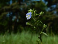 Veronica acinifolia 14, Steentijmereprijs, Saxifraga-Ed Stikvoort