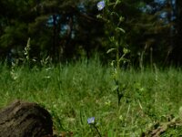 Veronica acinifolia 15, Steentijmereprijs, Saxifraga-Ed Stikvoort