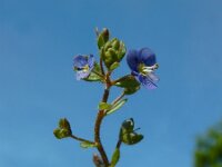 Veronica acinifolia 16, Steentijmereprijs, Saxifraga-Ed Stikvoort