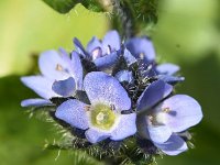 Veronica alpina 11, Saxifraga-Sonja Bouwman  Alpenereprijs - Veronica alpina - Plantaginaceae familie