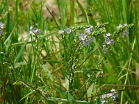 Veronica anagallis-aquatica 28, Blauwe waterereprijs, Saxifraga-Hans Grotenhuis