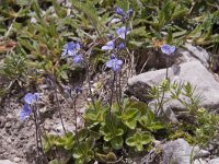 Veronica aphylla 6, Saxifraga-Luuk Vermeer