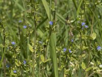 Veronica arvensis 19, Veldereprijs, Saxifraga-Willem van Kruijsbergen