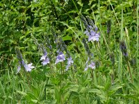 Veronica austriaca 46, Brede ereprijs, Saxifraga-Hans Grotenhuis