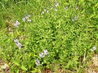 Veronica austriaca 47, Brede ereprijs, Saxifraga-Hans Grotenhuis